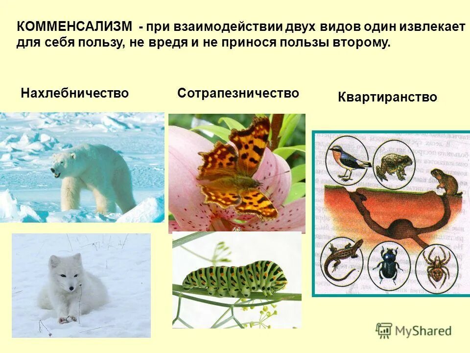 нейтрализм взаимоотношение. нейтральные организмы. нейтральные организмы. тип биотического взаимодействия нейтрализм. нейтральные отношения между живыми организмами.