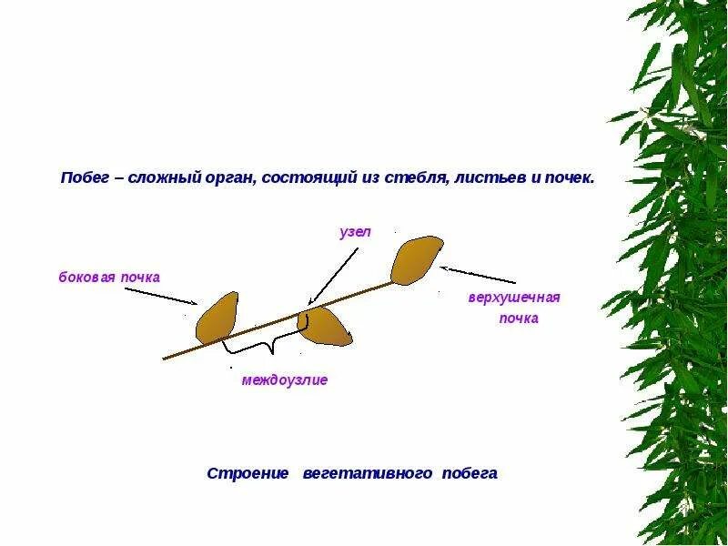 Строение побега. Сложный орган состоящий из стебля листьев почек. Строение почки вербы. Развитие побега из почки. Побег состоящий из листьев почек называют