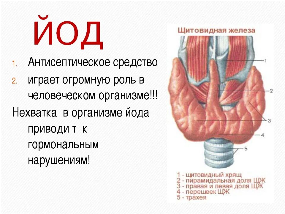 Биологическое значение йода. Биологическое значение йода. Биологическое значение йода. Биологическая функция йода. Тироксин химическое строение.