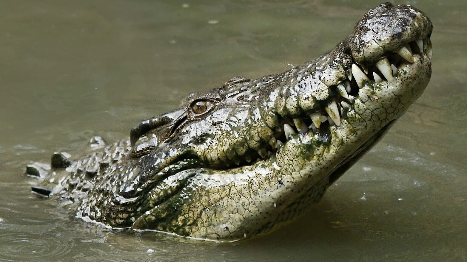 Old crocodile. нильский крокодил вес. Croc it night. Old crocodile. самый старый крокодил в мире.