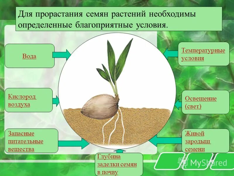 Все необходимые условия по данной. Условия прорастания растений. Условия прорастания семян 6. Условия и этапы прорастания семян. Условия прорастания семян 6 класс.