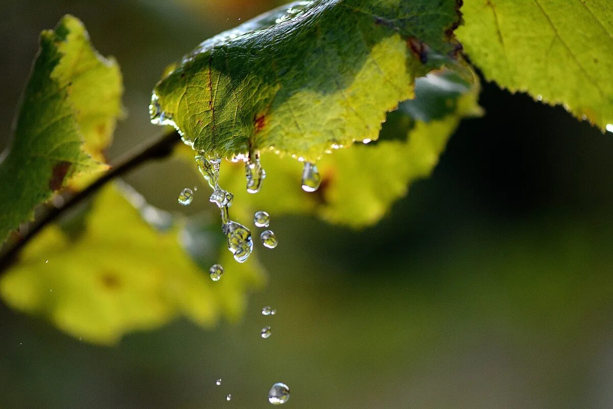 Капельки на листьях. Роса на листьях. Листва после дождя. Капля на листе. Падение дождевой капли