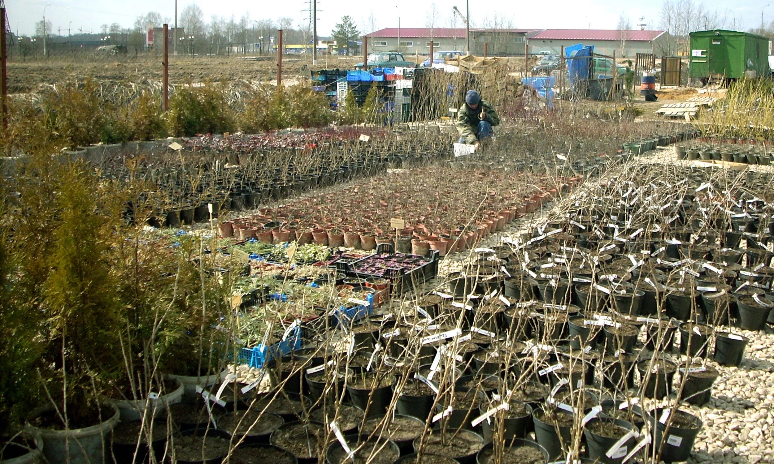 Смоленск питомники саженцев чугуева каталог. Рассада на рынке. Рынок рассады и саженцев. Питомник саженцы. Питомник саженцев.