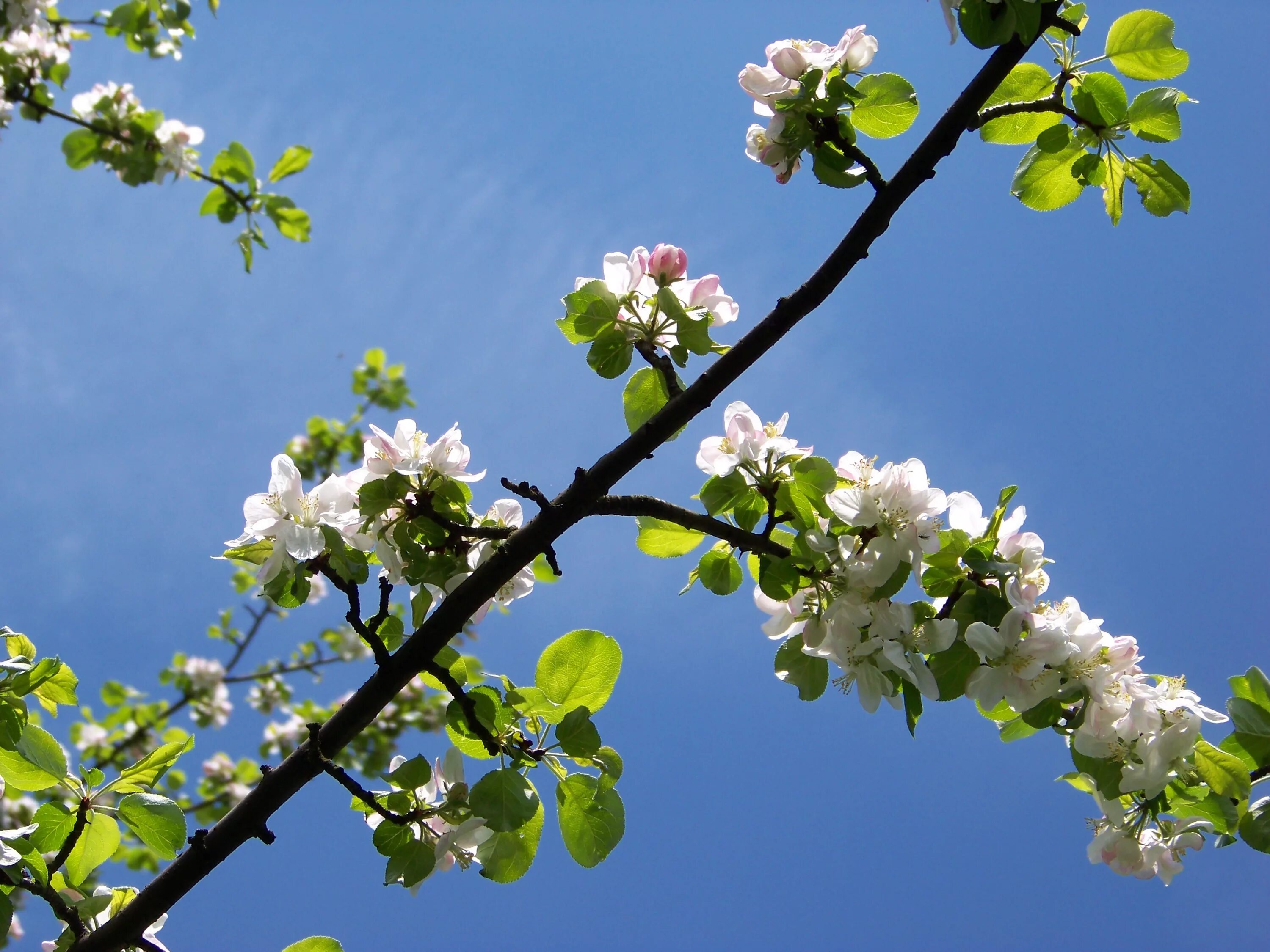 Дни цветения sky. Апрель цветы. Апрель расцвели деревья. Цветущие ветки природа Воронеж. Небо и ветка вишни.