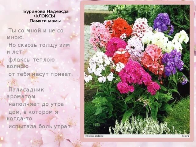 Флоксы многолетние подкормка. Флоксы презентация. Флоксы сочинение егэ. Флоксы многолетние подкормка. Флоксы листья фото.