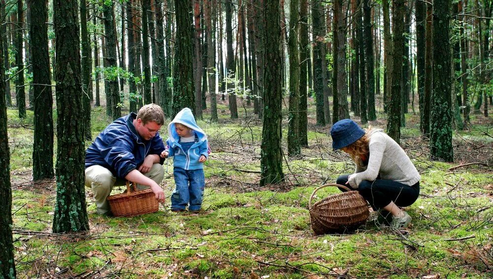 Каким образом собирают. Поход за грибами. Поход в лес за грибами. Собирание грибов в лесу. Люди собирают грибы.