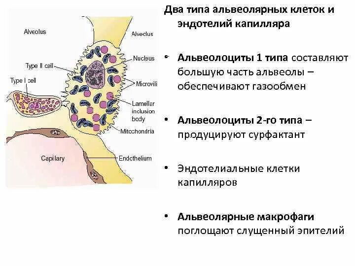 Альвеолоциты 1 типа гистология. Альвеолярные клетки 1 и 2 типа. Альвеолярные клетки 2 типа. Альвеолоциты 1 и 2 типа гистология. Альвеолярные легкие характерны для