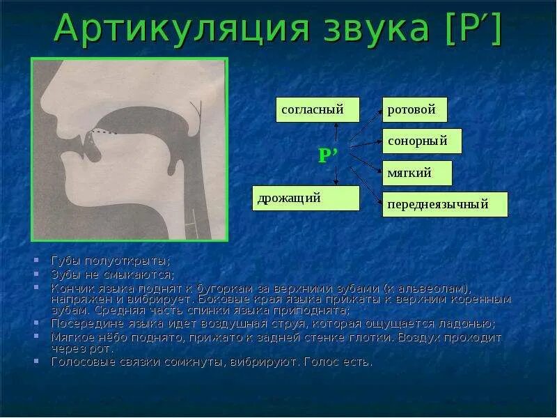 Артикуляция. Артикуляция звука р. Артикуляция звука с. Схема артикуляции звука р. Звукопроизношение артикуляция