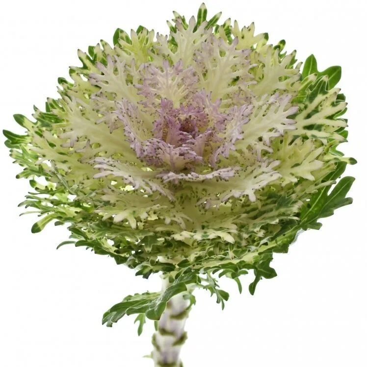 декаративная капуста крэйн пинк. капуста декоративная крейн f1 аэлита. брассика ред крейн. капуста декоративная крейн. капуста декоративная крейн фезер.