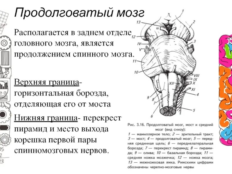 Продолговатый мозг входит в состав. Продолговатый мозг вид снизу. Продолговатый мозг строение задняя поверхность. Продолговатый мозг пирамиды Перекрест пирамид. Верхняя граница продолговатого мозга на вентральной поверхности.