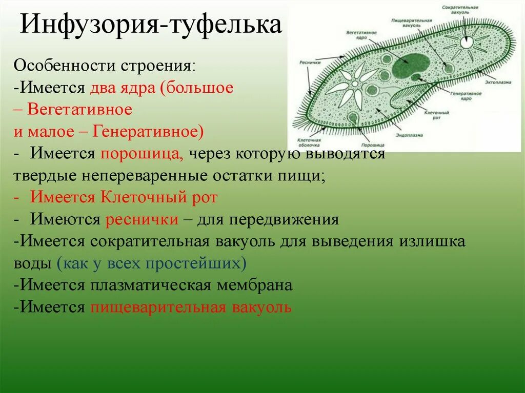 Инфузория туфелька особенности строения. Особенности строения инфузории туфельки. Органоиды инфузории туфельки. Органоиды инфузории туфе. Инфузория туфелька структура