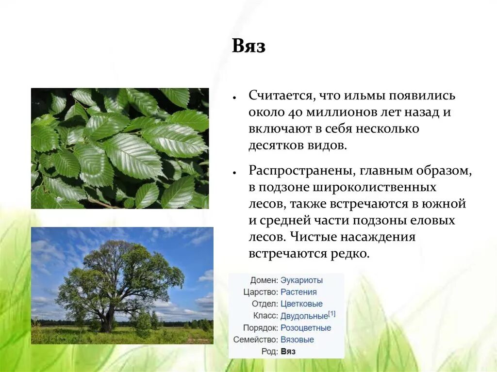 Карагач описание. Вяз дерево описание. Сообщение о дереве вяз. Вяз описание растения.