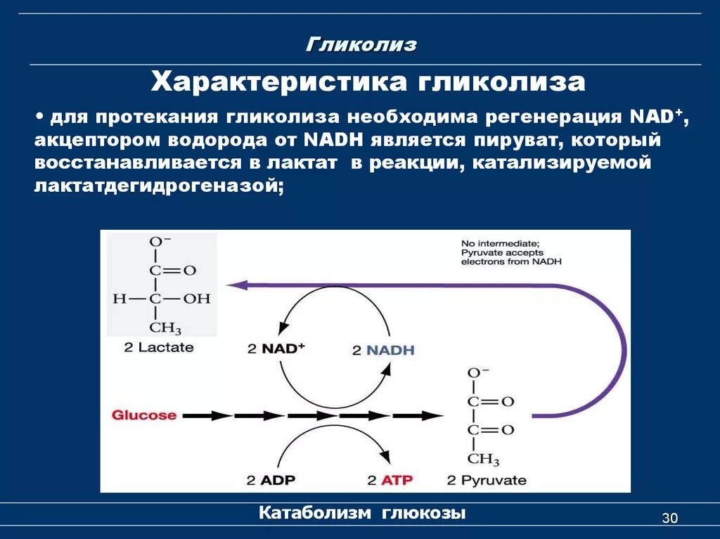 В гликолизе синтезируется атф. 10 Реакций гликолиза биохимия. Процесс гликолиза формула. Схема гликолиза биохимия. Гликолиз биохимия реакции схема.