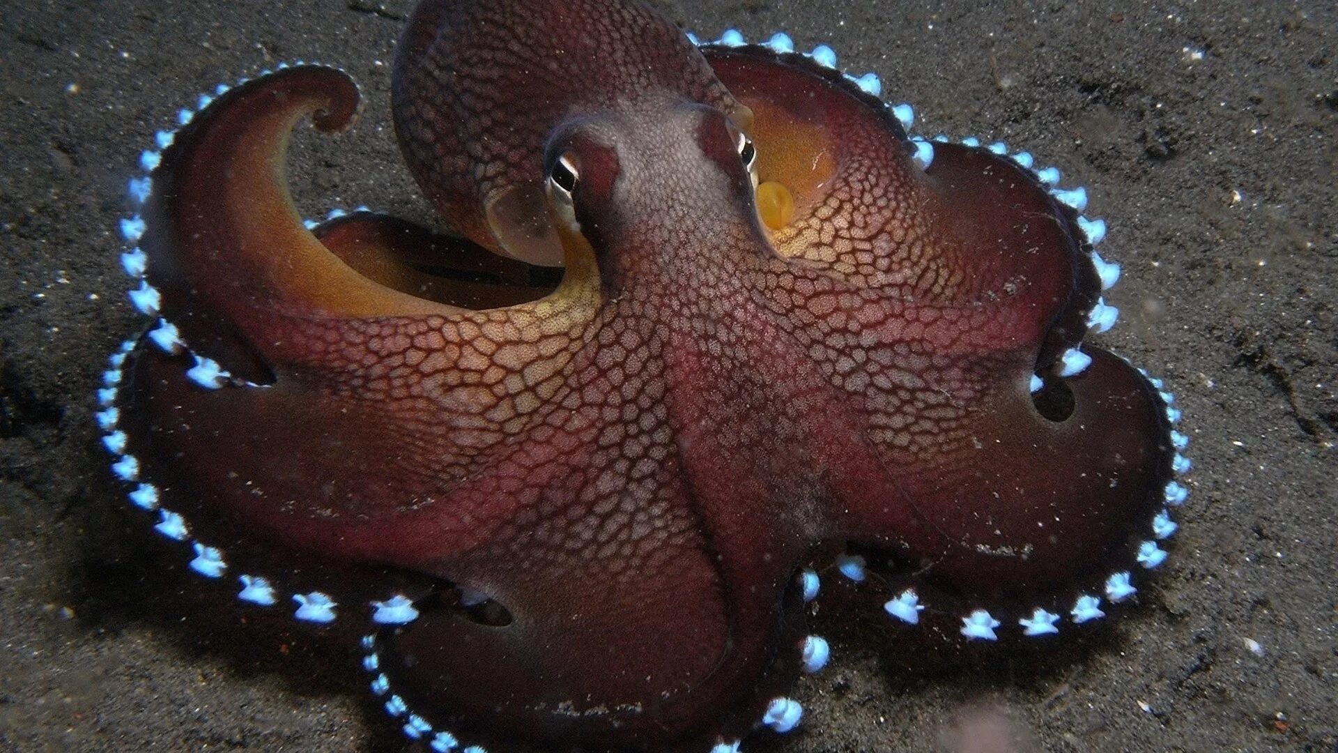 Осьминог водный. Amphioctopus marginatus. Синекольчатый осьминог. Черноморский осьминог. Карибский рифовый осьминог.