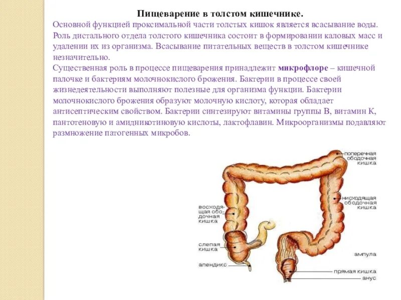 Толстая кишка среда. Функции Толстого кишечника в пищеварении. Формирование каловых масс Толстого кишечника. Пищеварительная функция Толстого кишечника человека. Пищеварение в толстом кишечнике.