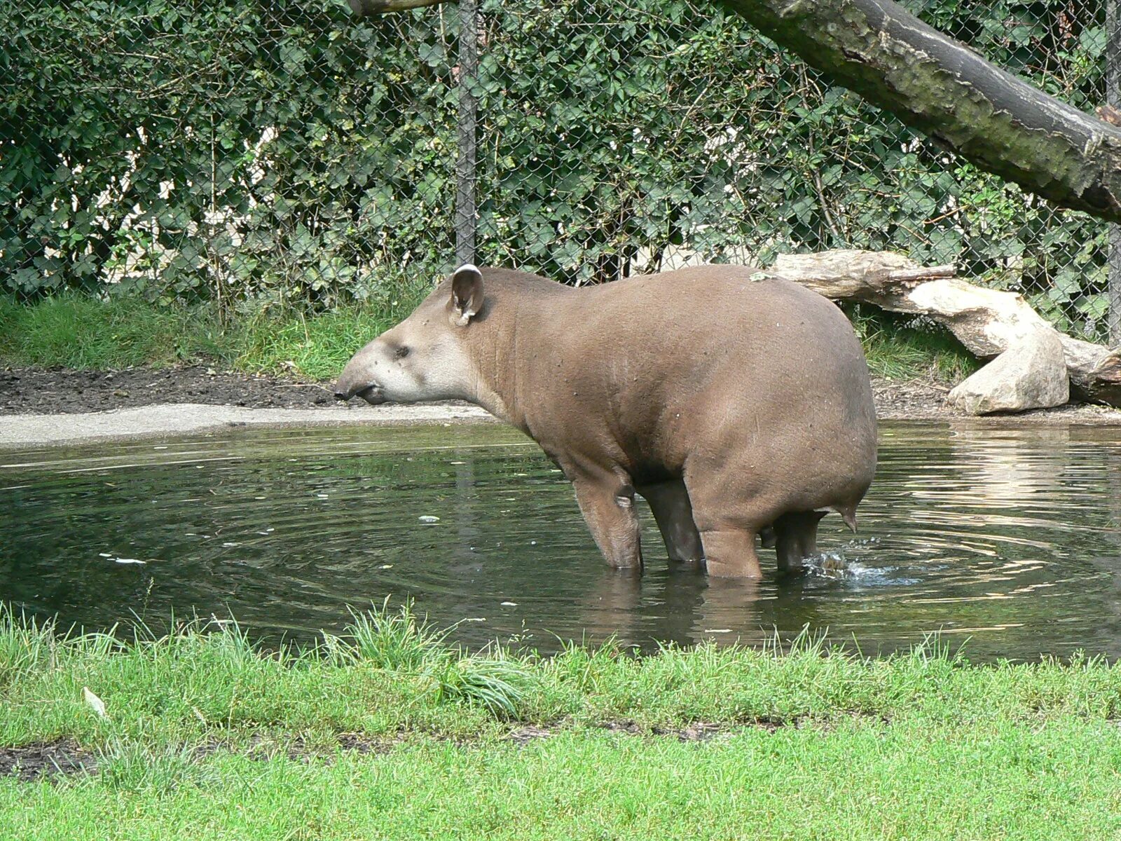 Тапир самец. Калининградский зоопарк тапир. Animals member