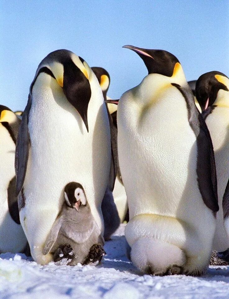 Emperor penguin. Императорский Пингвин в Антарктиде. Императорский Пингвин Aptenodytes forsteri. Королевский Пингвин высиживает яйца. Животные Антарктиды Императорский Пингвин.