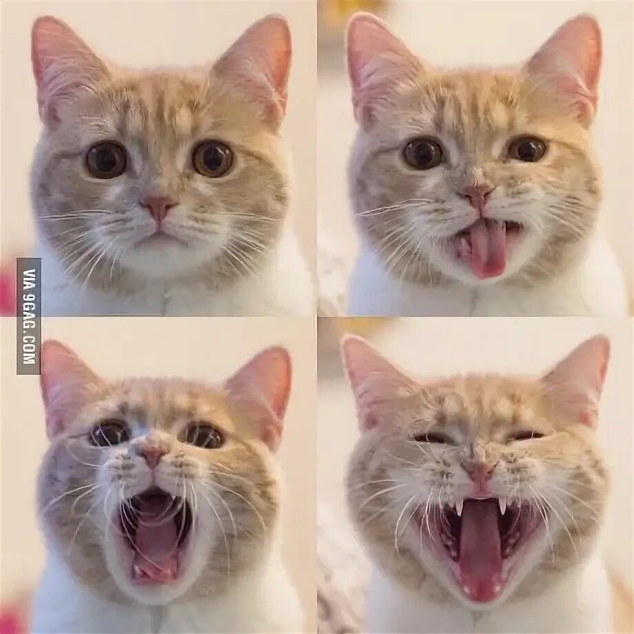 20 Touching Before-And-After Photos Of Rescued Cats Cats, Cat life, Cat rescue