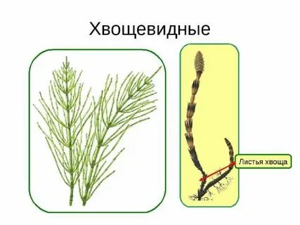 Диаграмма хвощевых