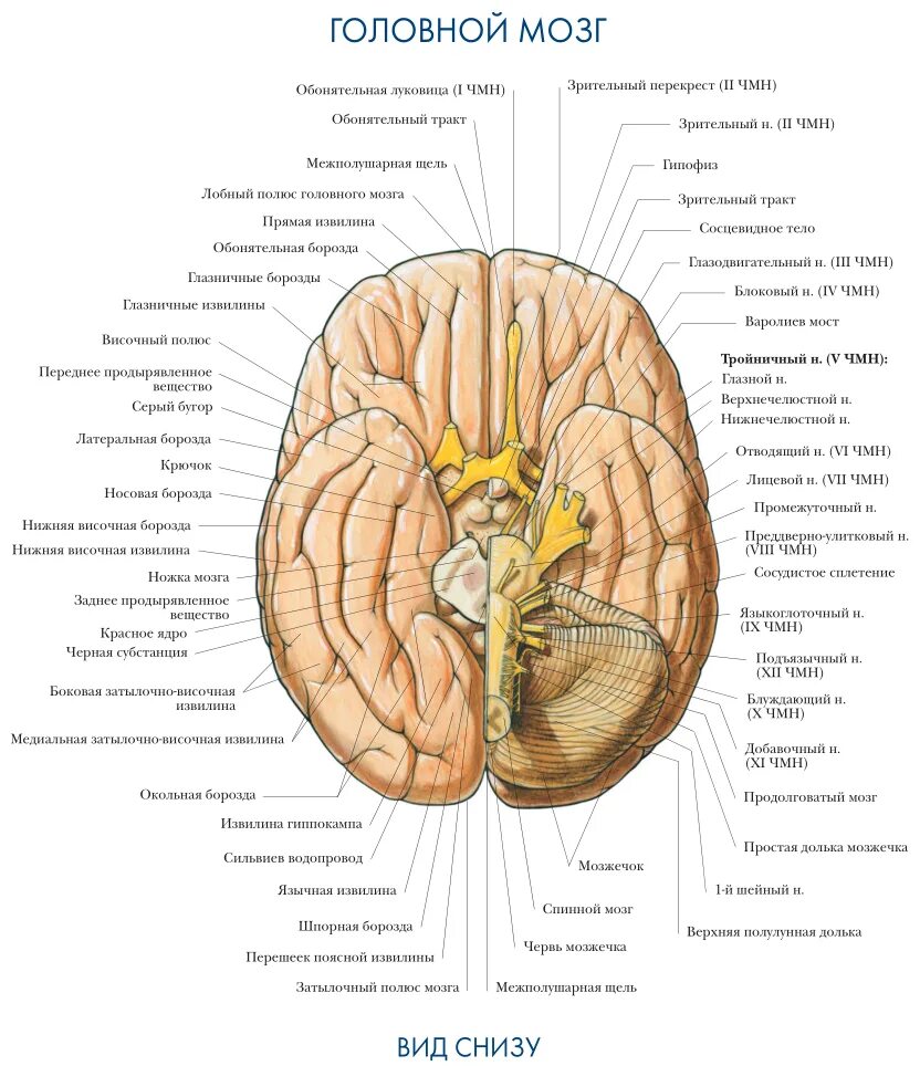 Части мозга названия. Строение головного мозга снизу. Головной мозг снизу анатомия. Извилины головном мозге вид снизу. Строение головного мозга спереди.