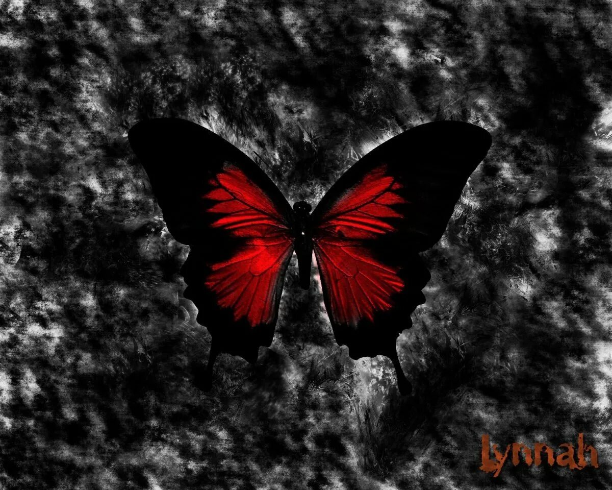 Сохранение темных бабочек в результате. Бабочка черная. Бабочки на черном фоне. Красная бабочка. Красно черная бабочка.
