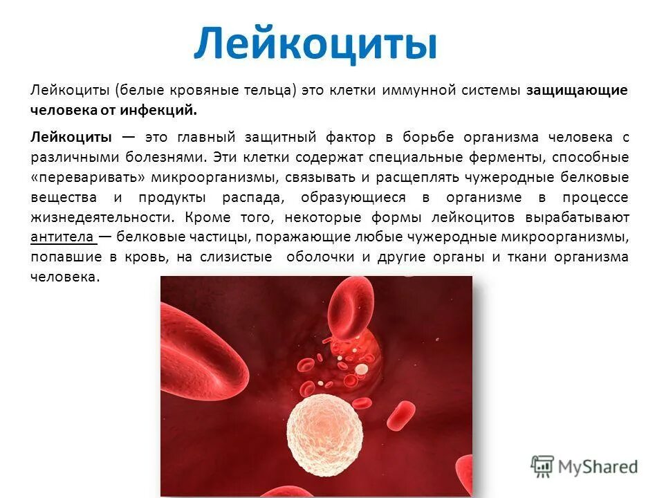 лейкоциты это белые кровяные клетки. клетки и тельца. тельца гассаля тимуса строение гистология. клетка ядерные тельца. микроскопия плевральной жидкости окрашенный препарат.