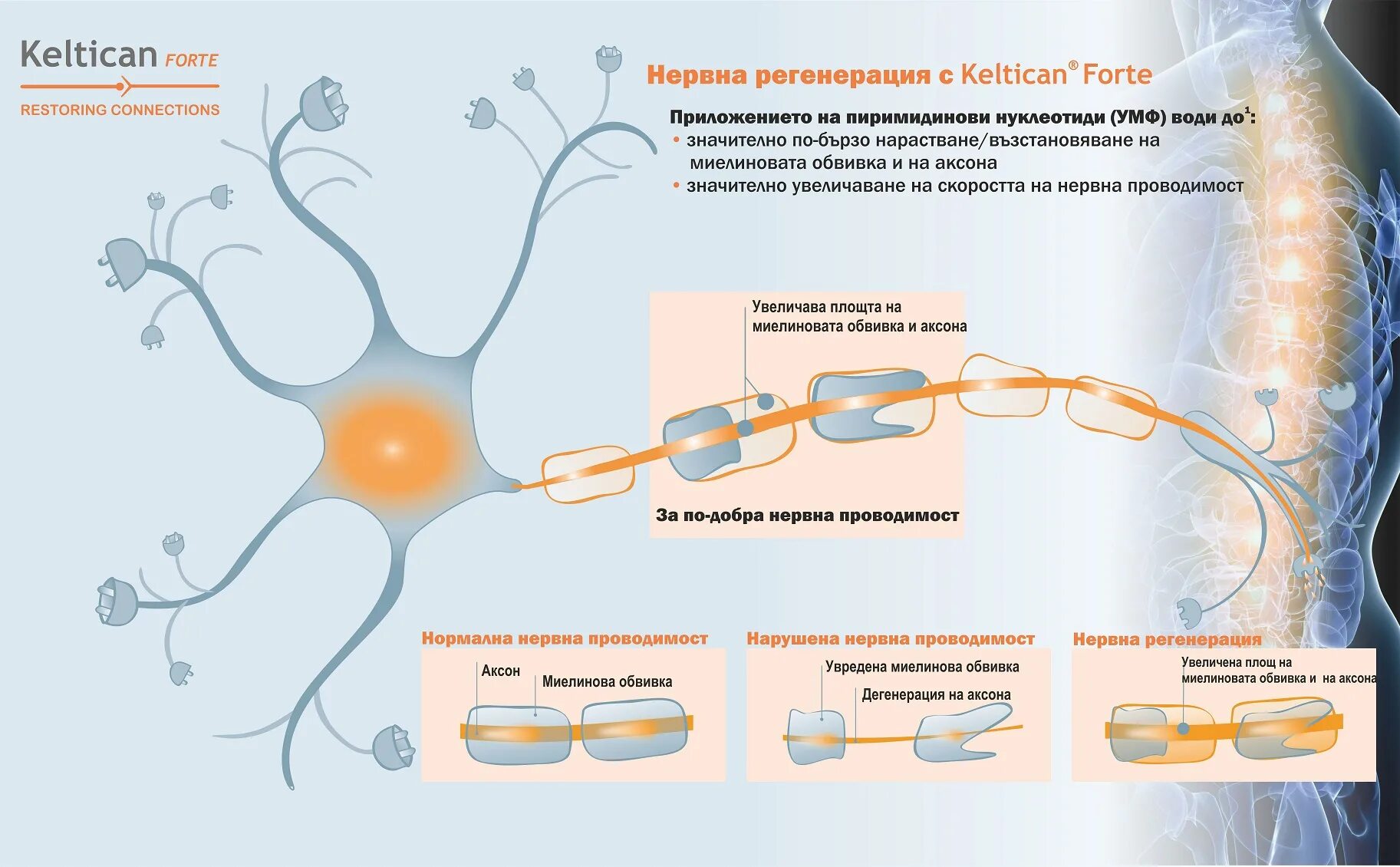 Механизмы регенерации периферического нерва. Препараты для восстановления нервных волокон. Регенерация нервной. Дегенерация и регенерация нервных волокон. Восстановление нервов после операции