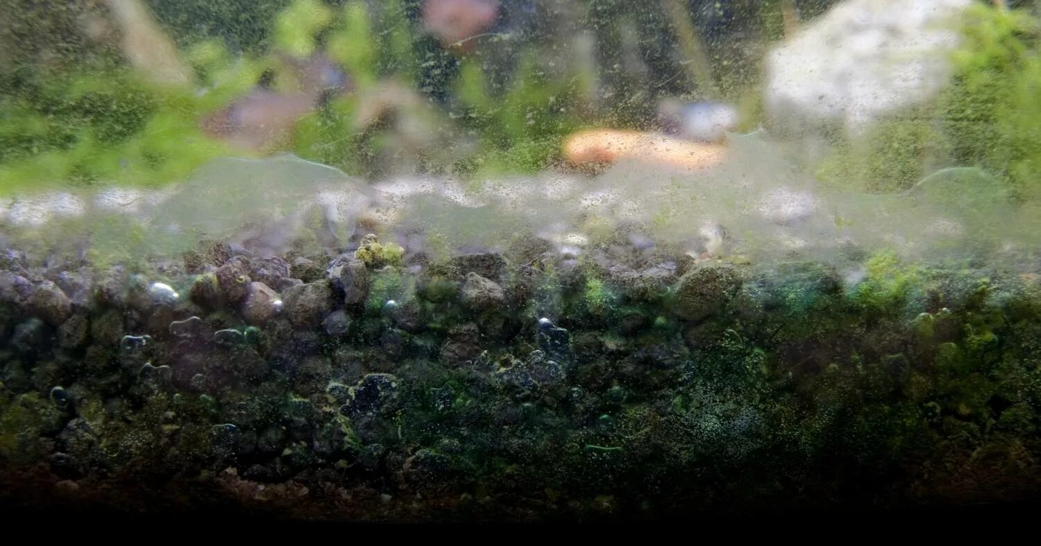 Прозрачные водоросли в аквариуме. Водоросли на стекле аквариума. Белые водоросли в аквариуме. Аквариум в стенке.