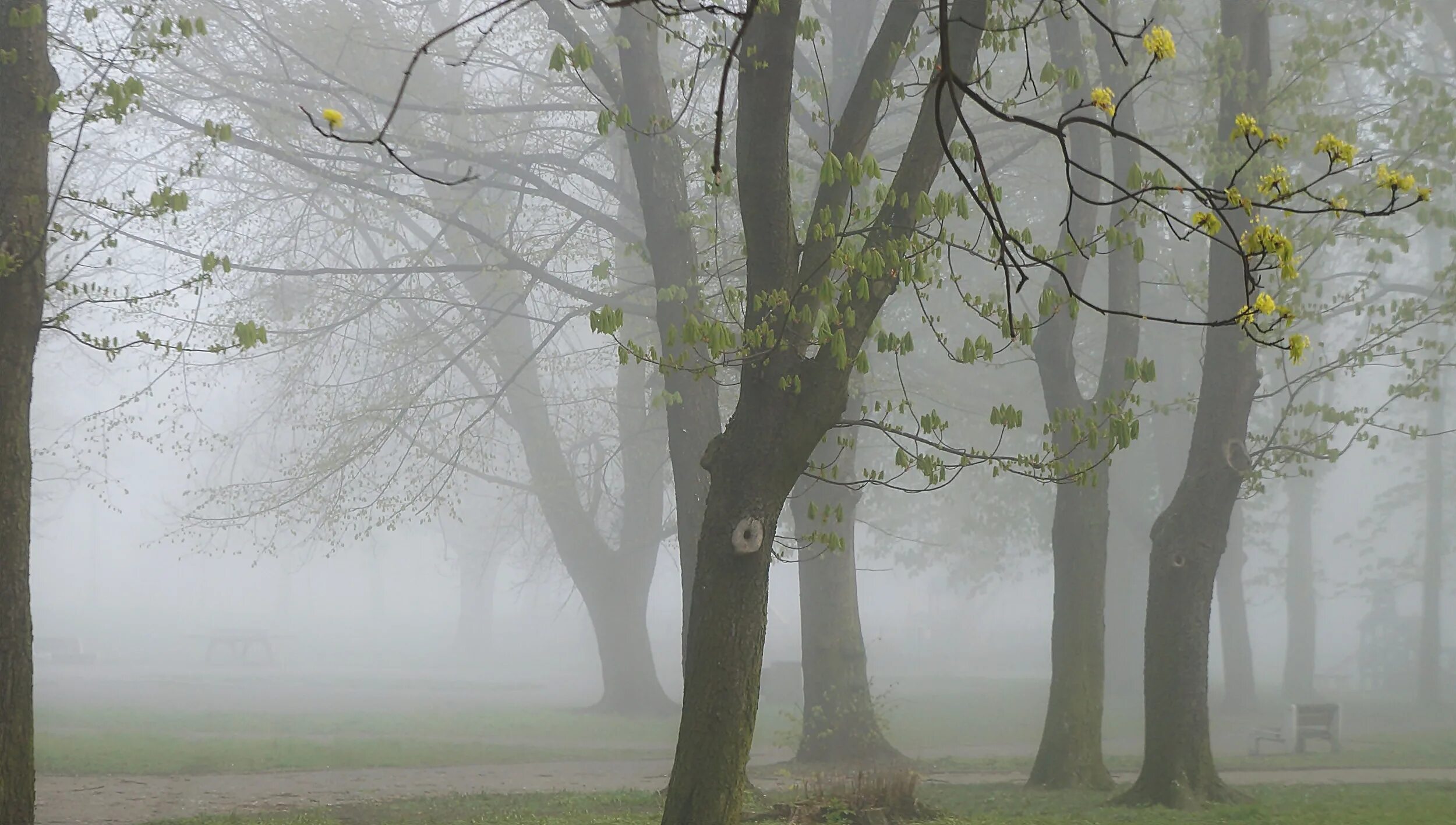 Park scene. Деревья в тумане. Яблоневый сад в тумане. Парк дерево в тумане. Пейзаж туман деревья.