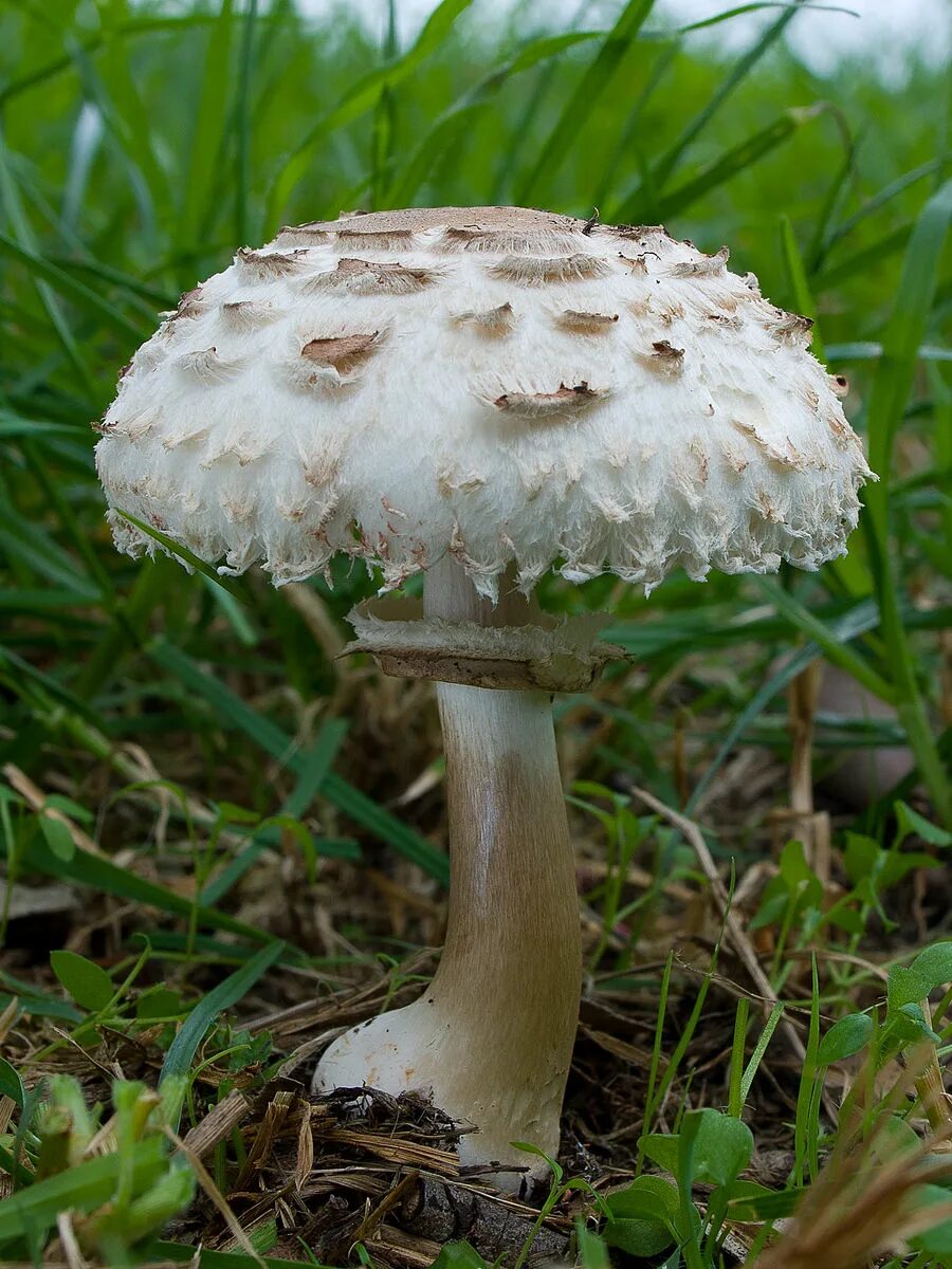 • зонтик белый (macrolepiota excoriata. Гриб-зонтик девичий (macrolepiota puellaris). Гриб-зонтик конрада. Гриб зонтик белый макролепиота. Хлорофиллум свинцовошлаковый гриб.