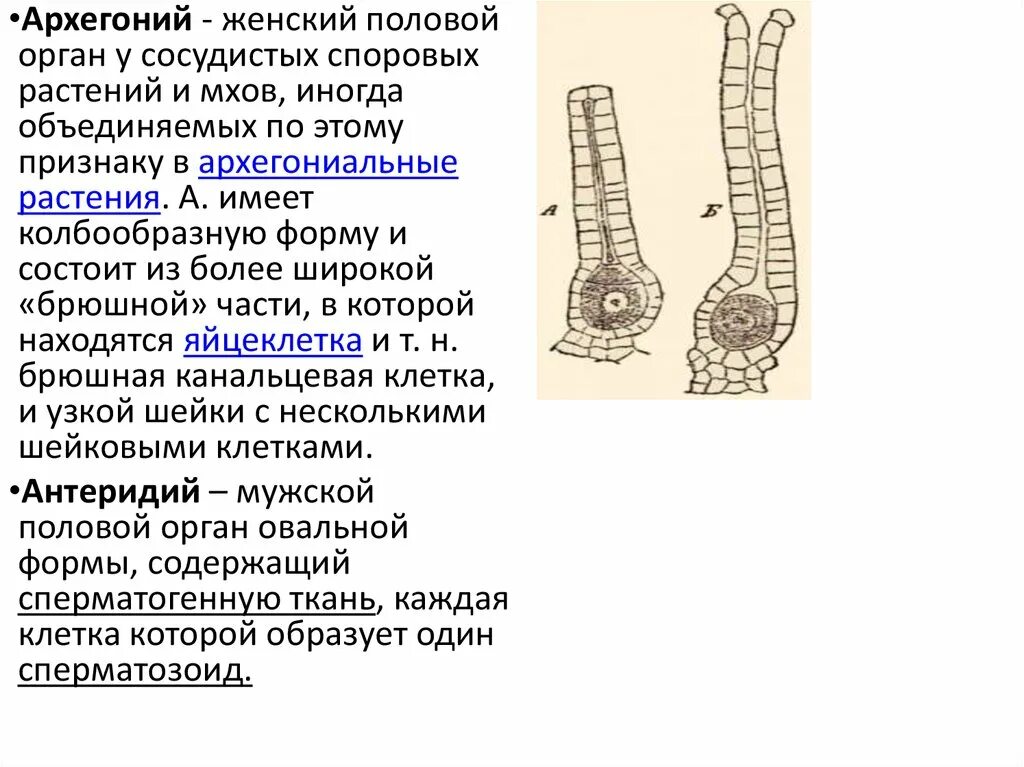 Деление клеток архегония. Архегониальные растения. Архегонии и антеридии. Архегоний обозначения. Строение архегония.