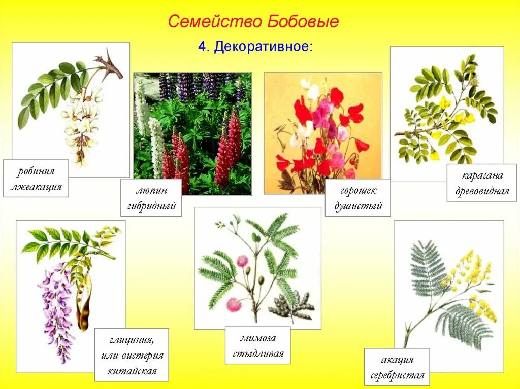 Классификация семейства бобовые. Растения семейства бобовых. покрытосеменные бобовые. представители семейства бобовых растений. цветки у представителей семейства бобовых:.