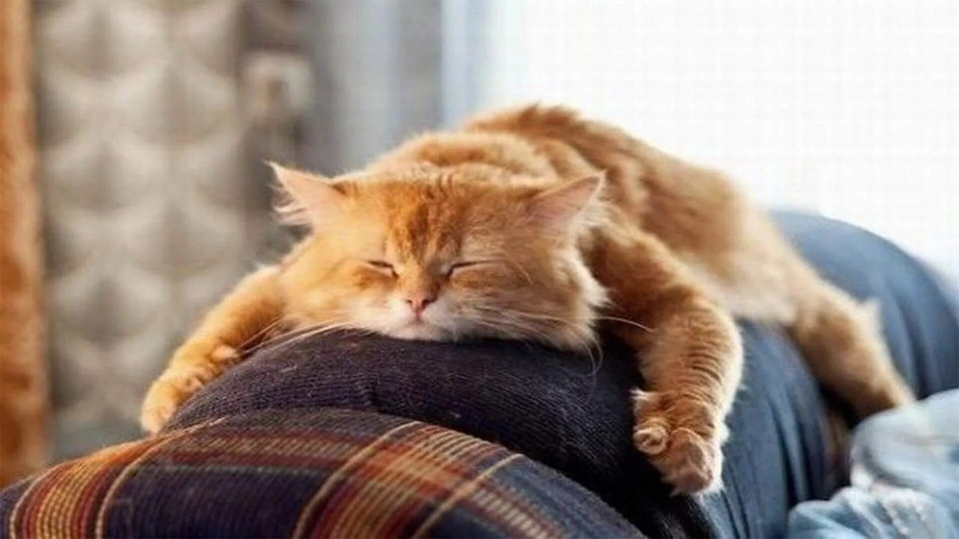 Ночью ехать лень пробыл. Ленивый кот. Рыжий кот на диване. Ленивый Сонный кот. Кот Лежебока.