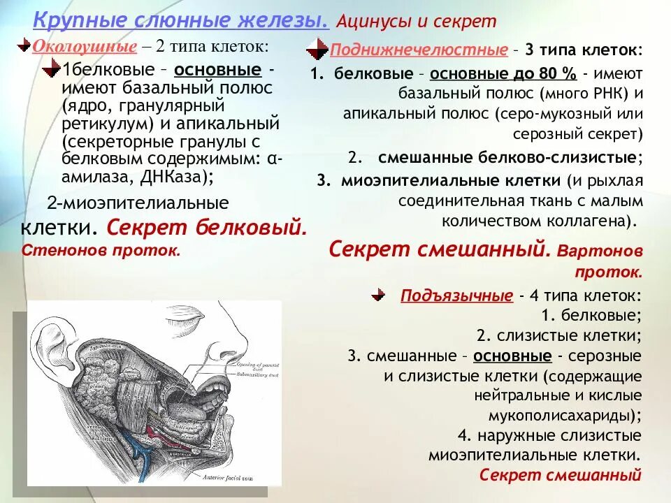 Околоушная слюнная железа секрет. Слюнные железы по характеру секрета. Характер секрета слюнных желез. Слюнные железы, вырабатывающие белковый секрет.