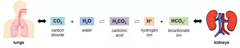 Use carbon dioxide. Normal Blood PH. Carbonic acid. Carbon dioxide in the Blood. Butenedioic acid+h2.