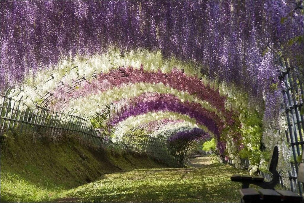 Невероятный цвет. Цветение глицинии в парке Асикага. Парк глициний - Кавати Фудзи. Туннель глициний в садах Кавати Фудзи. Сад цветов Кавати Фудзи.