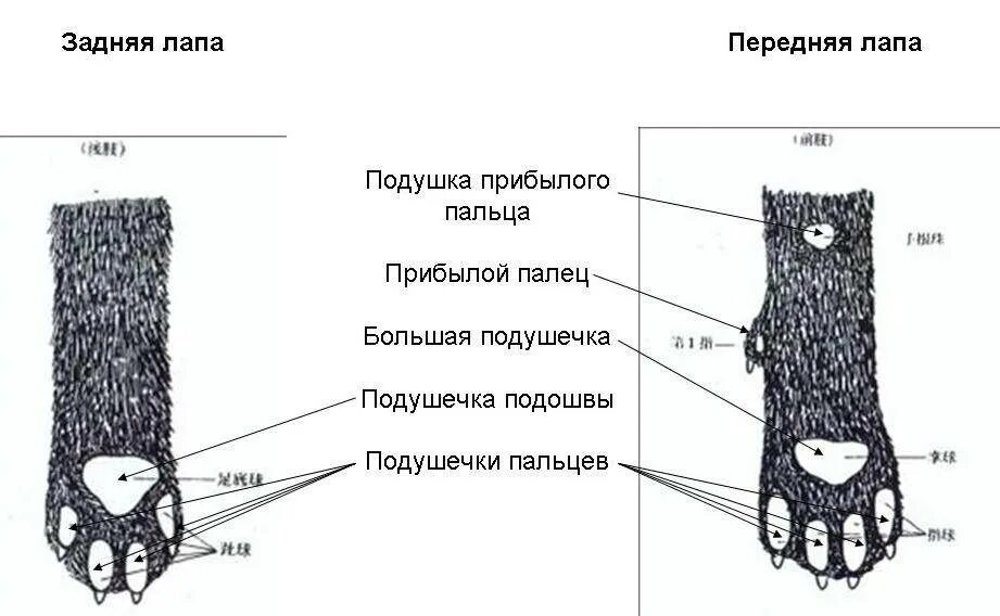 Строение лапок. Подушечки на лапах строение. Строение лапы кота передней. Сколько пальчиков у кошек на передних лапах. Строение задней лапы кота.