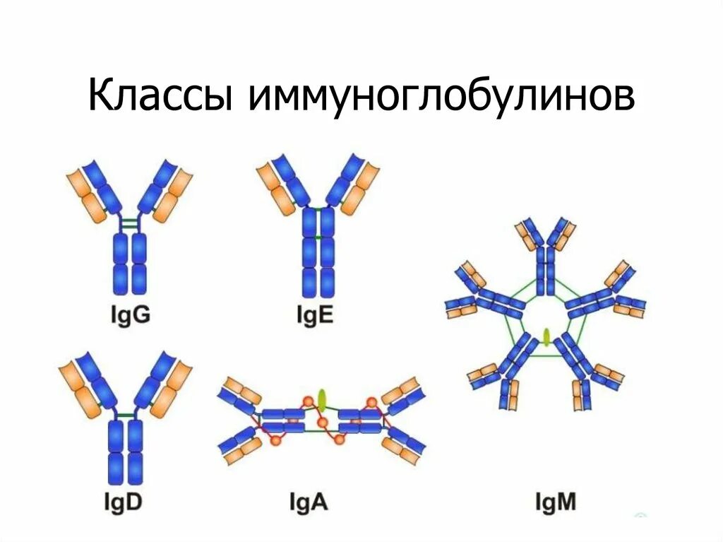 Антитела форма