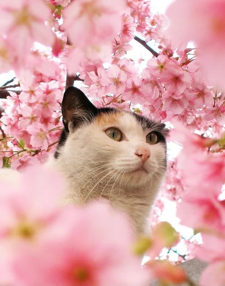 Весенняя кошечка. Котик в цветах. Сакура кошка. Котик с цветочком.