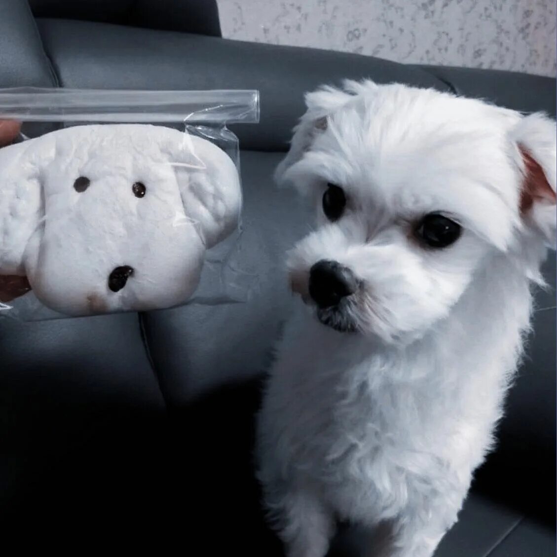 Чау собака чау чау. Чонгук с доберманом. Собака бам. Собака бам. Собака бам.