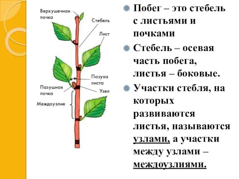 Назовите части побегов. Побег и почки, строение стебля и листа.. Стебель осевая часть побега. Стебель ПАЗУШНАЯ почка междоузлие. Части побега стебель листья и почки.