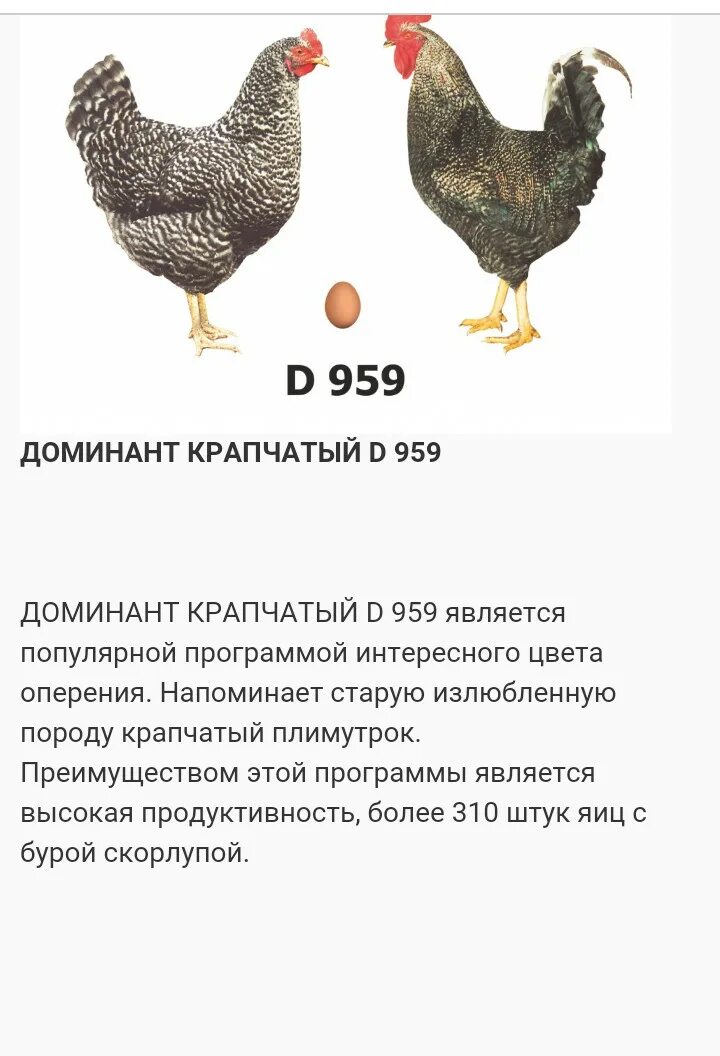 ГС 959 куры Доминант. Породы кур несушек Доминант. Доминант крапчатый порода кур. Доминант золотой GS 902 инкубационное яйцо. Доминанты порода яйца