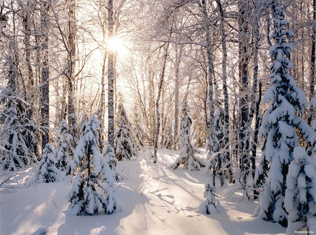 Зимний лес зимой. Зимний лес. Зимой в лесу. Русский лес зимой. Зимний Лесной пейзаж.