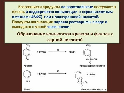 Биологическая роль фенола