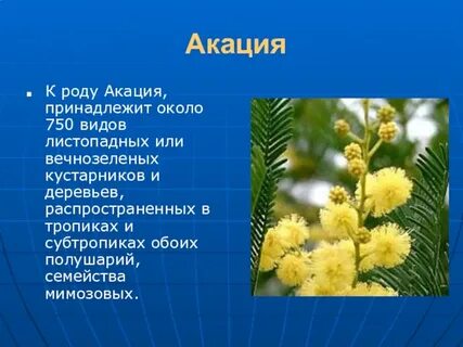 К одному семейству принадлежат