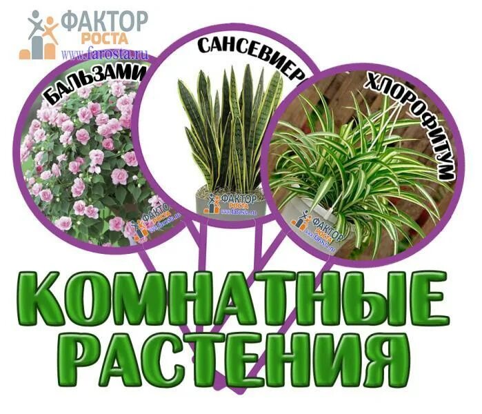 Маркировка цветов в детском саду. Таблички для комнатных растений. маркировка комнатных растений. этикетки для комнатных цветов в детский сад. маркировка комнатных растений в детском саду в цветы.