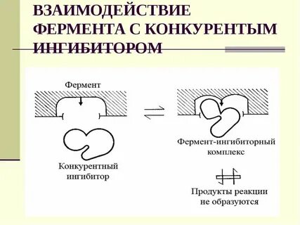 Ингибирование ферментов