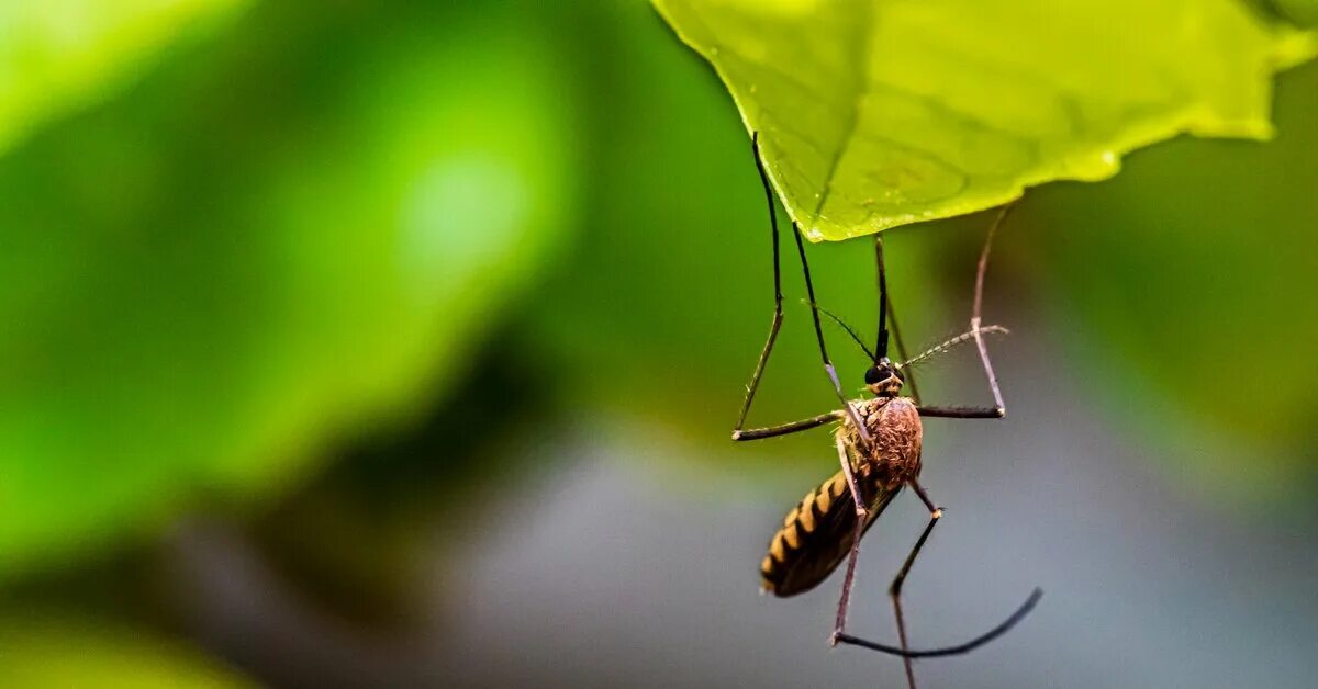 Комар. Тигровый комар. Лихорадка от комара Денге. Фон лес комары.