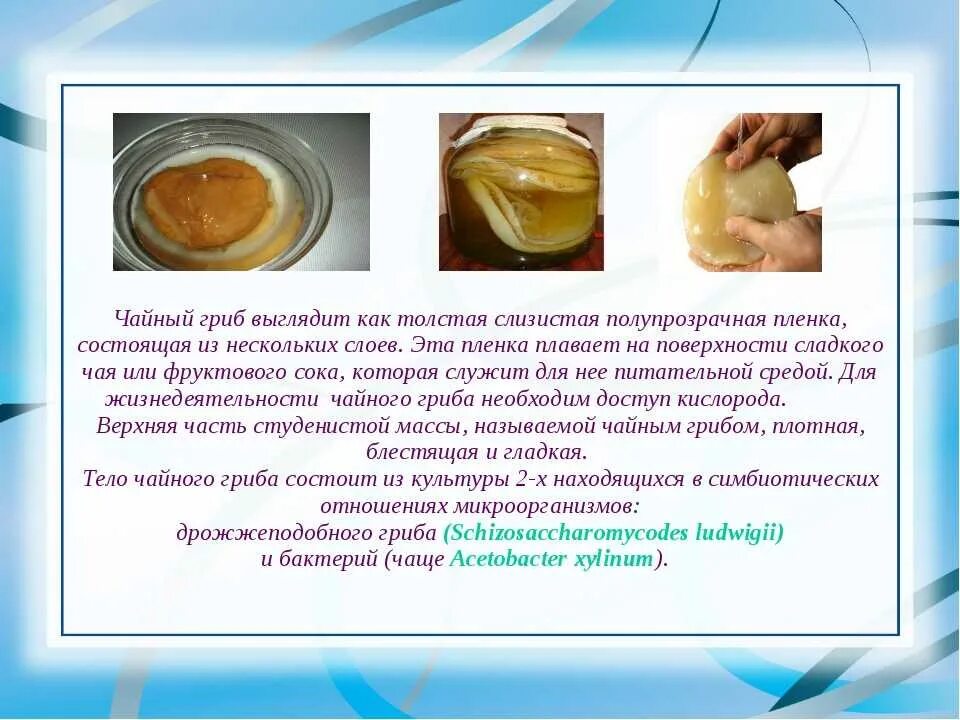 Сколько можно пить гриб. Стадии формирования чайного гриба. Чайный гриб. Чайный гриб и чайный гриб. Строение чайного гриба.