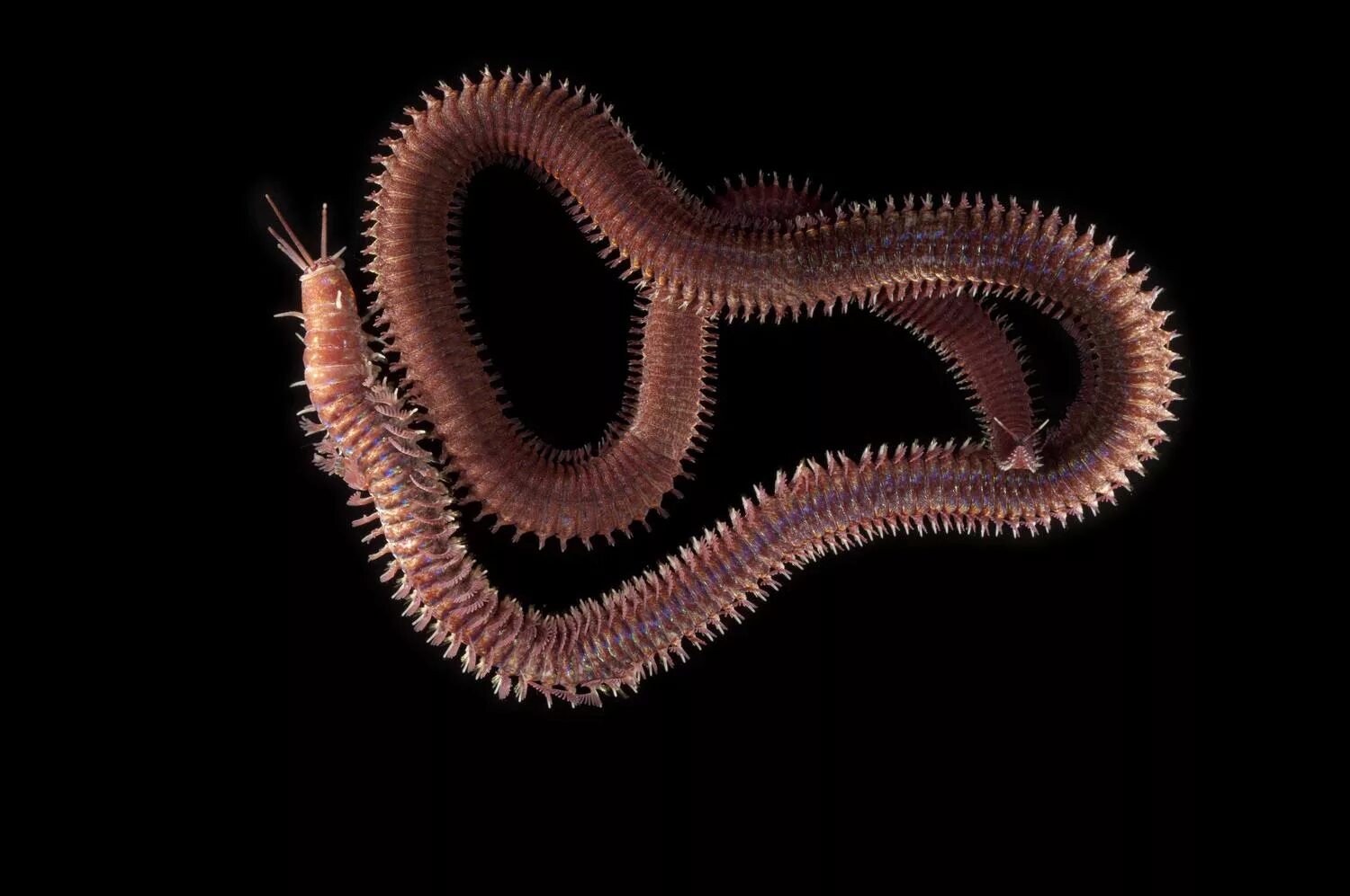 Многощетинковые черви многощетинковые черви. Кольчатый червь многощетинковые черви. Морские многощетинковые черви. Многощетинковые черви полихеты. Беспозвоночные змей